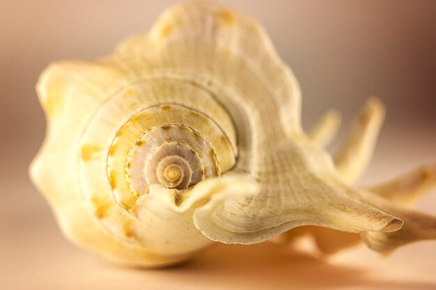 Bela concha bege do mar no fundo branco. Fotografia artística. Foco seletivo. Macro.