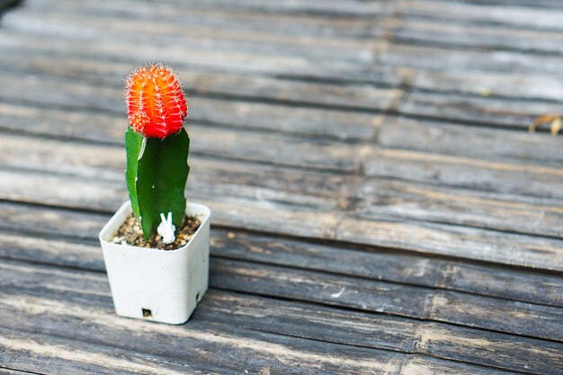 Bela decoração pequena flor de cacto vermelho colocado na velha mesa de bambu