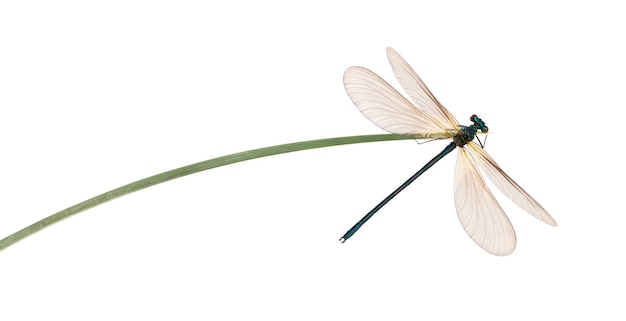 Bela demoiselle masculina, Calopteryx virgo, em uma folha de grama na frente de um fundo branco