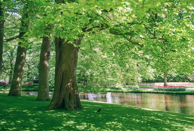 bela e calma paisagem de árvores verdes refletindo no lago