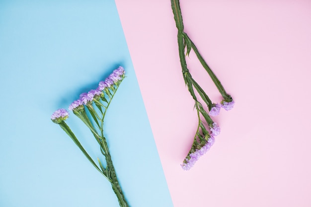 Bela estática em fundos de papel multicoloridos com espaço de cópia. Primavera, verão, flores, conceito de cor. Entrega de flores