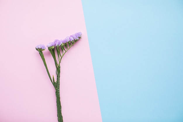 Bela estática em fundos de papel multicoloridos com espaço de cópia. Primavera, verão, flores, conceito de cor. Entrega de flores