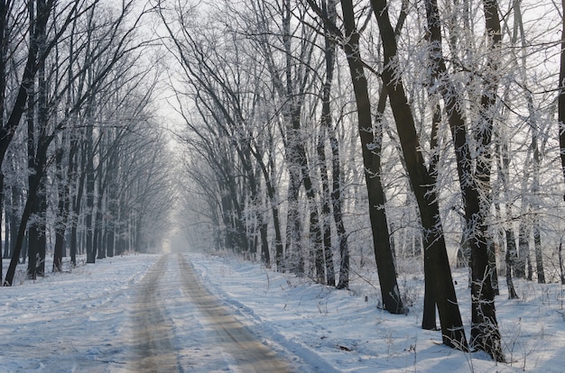Bela estrada coberta de neve. altas árvores bonitas na neve e geada
