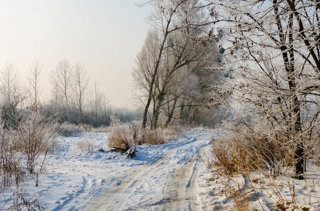 Bela estrada coberta de neve. Belas árvores altas na neve e geada