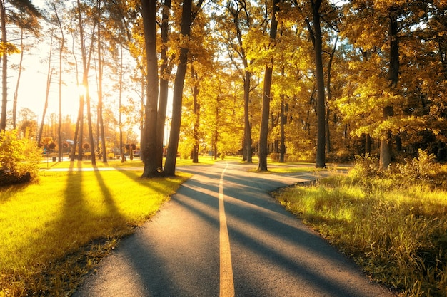 Bela estrada na floresta amarela ao pôr do sol na paisagem de verão