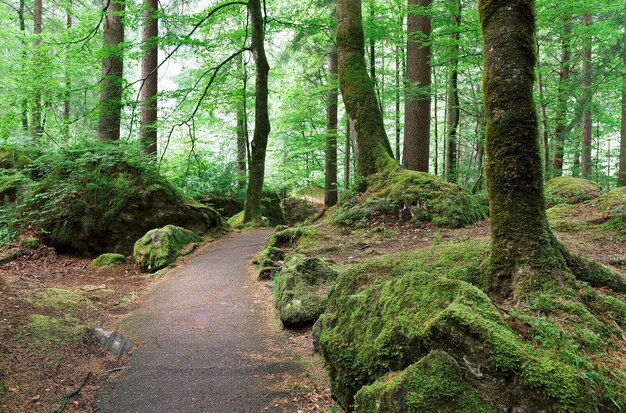 Bela estrada na floresta