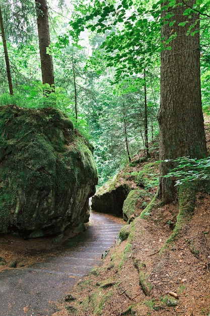 Bela estrada na floresta