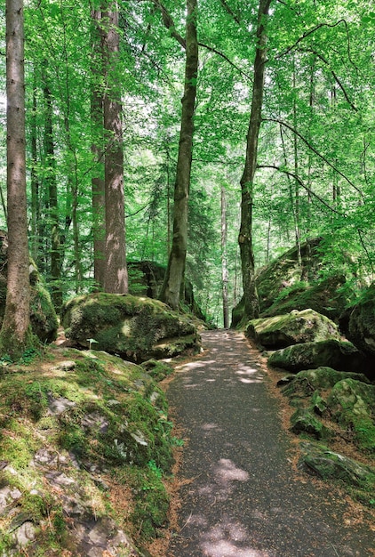 Bela estrada na floresta