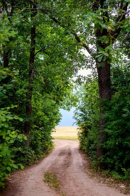 Bela estrada saindo da floresta para o campo, quadro de árvores verdes