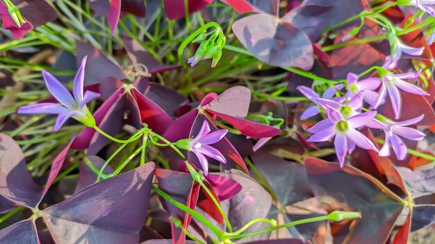 bela exibição de flores