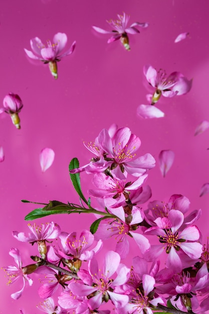 Bela explosão de flores de primavera em um fundo rosa