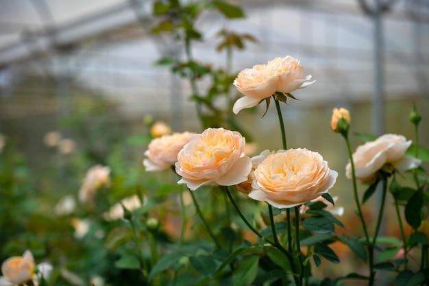 Bela fazenda com jardim de rosas na estufa. Fechar-se.