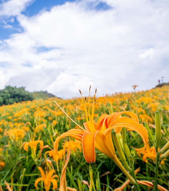 Bela fazenda de flores de hemerocallis laranja na Montanha Sixty Rock (montanha Liushidan) com céu azul e nuvens, Fuli, Hualien, Taiwan, close up, copie o espaço