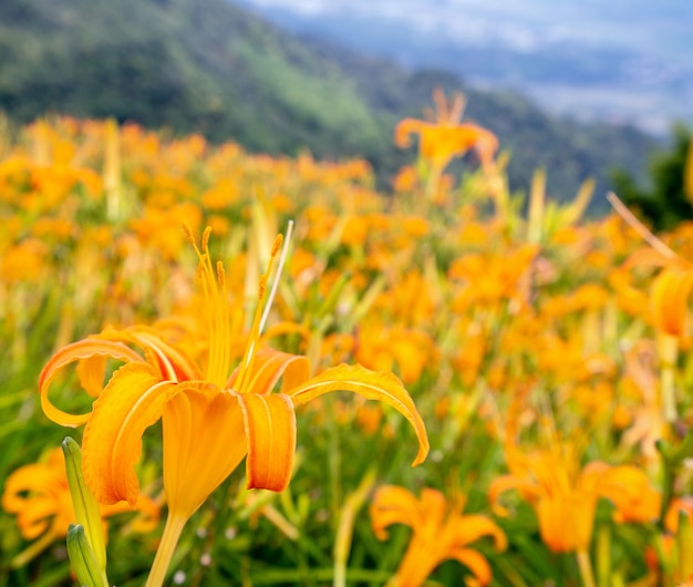 Bela fazenda de flores de hemerocallis laranja na Montanha Sixty Rock (montanha Liushidan) com céu azul e nuvens, Fuli, Hualien, Taiwan, close up, copie o espaço