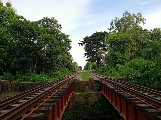 Foto bela ferrovia na floresta