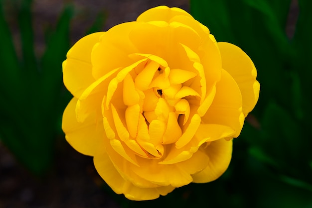 Bela flor amarela brilhante sobre um fundo verde