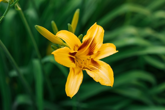 Bela flor amarela daylily no verão no jardim