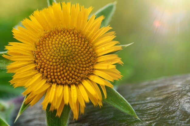 bela flor amarela na estação da primavera