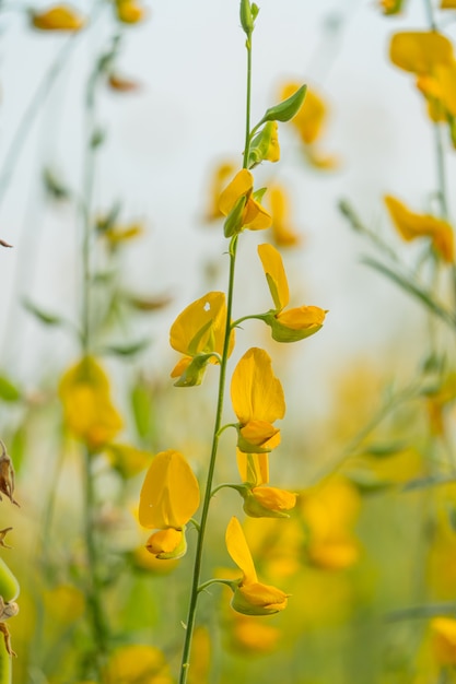 Bela flor amarela sunhemp no fundo da natureza crotalaria juncea