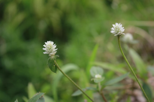 Bela flor branca grama