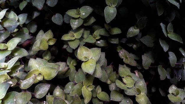 Bela flor caseira Callisia Repens Pequenas pétalas verdes e suculentas