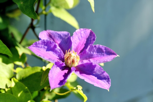 Bela flor crescendo no jardim