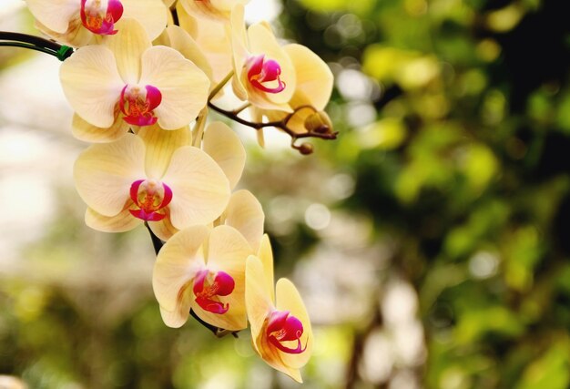 Bela flor da orquídea que floresce no jardim