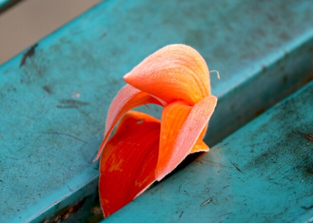 Foto bela flor de árvore sagrada durante a estação de verão