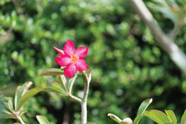 Bela flor de azaléia rosa no jardim com fundo verde natureza turva