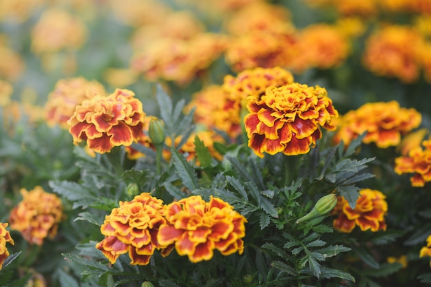 Foto bela flor de calêndula mexicana amarela e vermelha