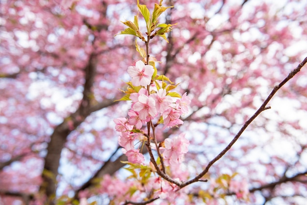 Bela flor de cerejeira em matsuda, japão