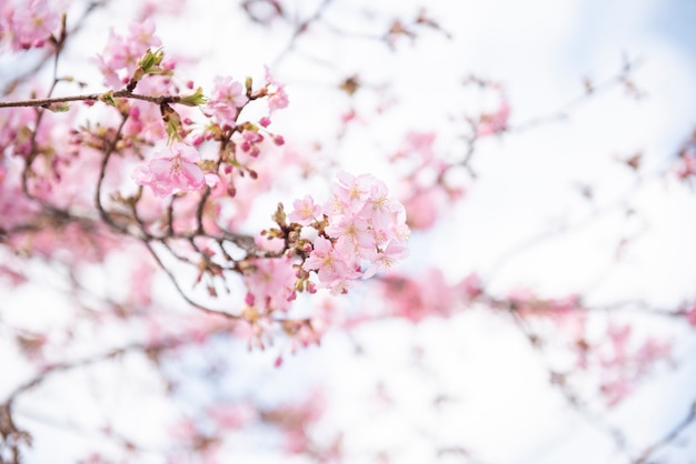 Bela flor de cerejeira em Matsuda, Japão