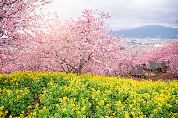 Bela flor de cerejeira em Matsuda, Japão