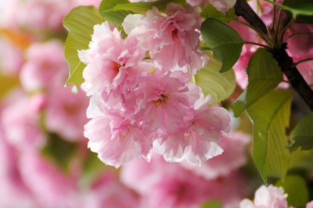 Bela flor de cerejeira japonesa - Sakura. Fundo com flores em um dia de primavera.