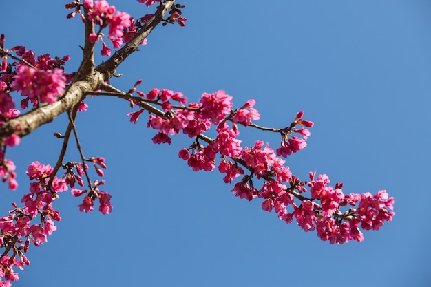 Bela flor de cerejeira ou árvore de sakura ao lado da estrada