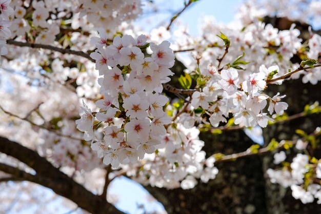 Bela flor de cerejeira ou rosa Sakura flor árvore na temporada de primavera