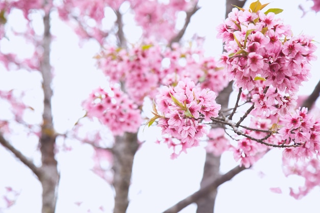 Bela flor de cerejeira ou sakura na primavera sobre o céu