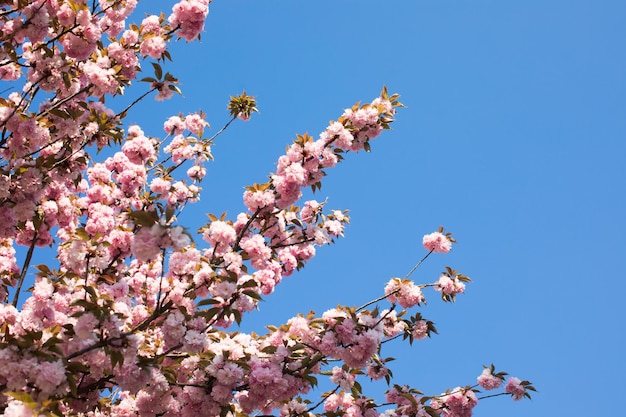 Bela flor de cerejeira sakura em tempo de primavera, céu azul
