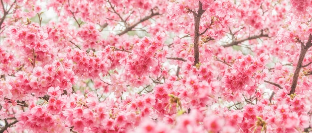 Bela flor de cerejeira sakura em tempo de primavera