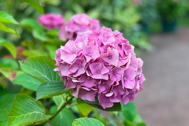 Bela flor de haydrangea rosa no jardim de verão