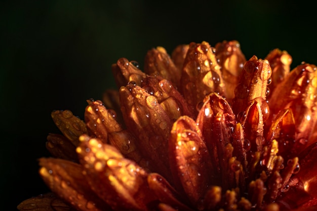 Bela flor de laranjeira. Um close-up da foto de flores de crisântemo laranja com gotas de água