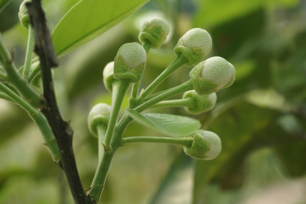 bela flor de limão