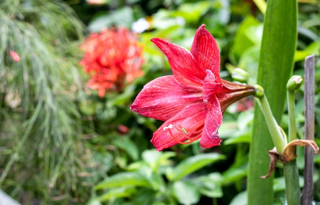 Bela flor de lírio vermelho desabrochada dentro de um jardim botânico de perto