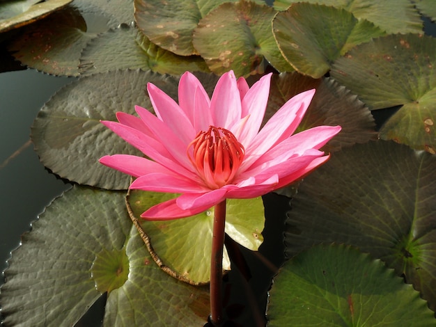 Bela flor de lótus rosa vibrante que floresce na luz da manhã