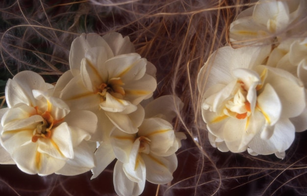 bela flor de orquídea com flores amarelas