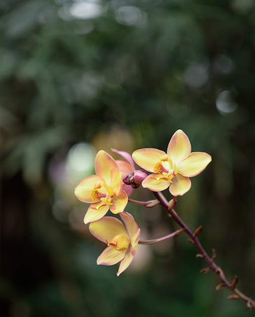 Foto bela flor de orquídea com natural.