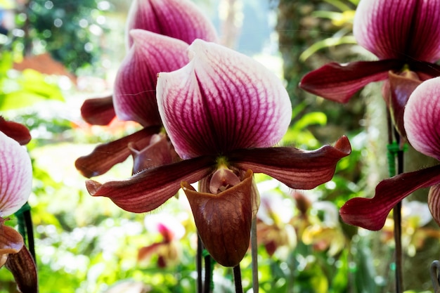 Bela flor de orquídea no jardim