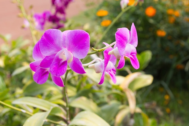 Bela flor de orquídea roxa