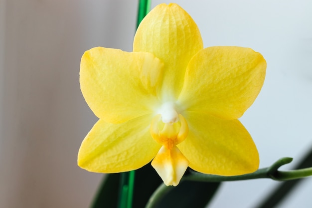 Bela flor de phalaenopsis de orquídea amarela contra um fundo desfocado