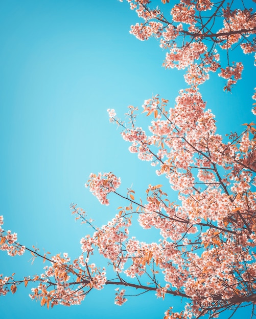 Bela flor de sakura da época (flor de cerejeira) na primavera. estilo de tom de cor retro.